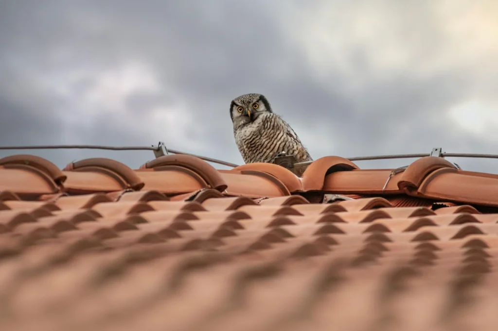 The Real Cost of Gutter Guard Installation: A Current Guide