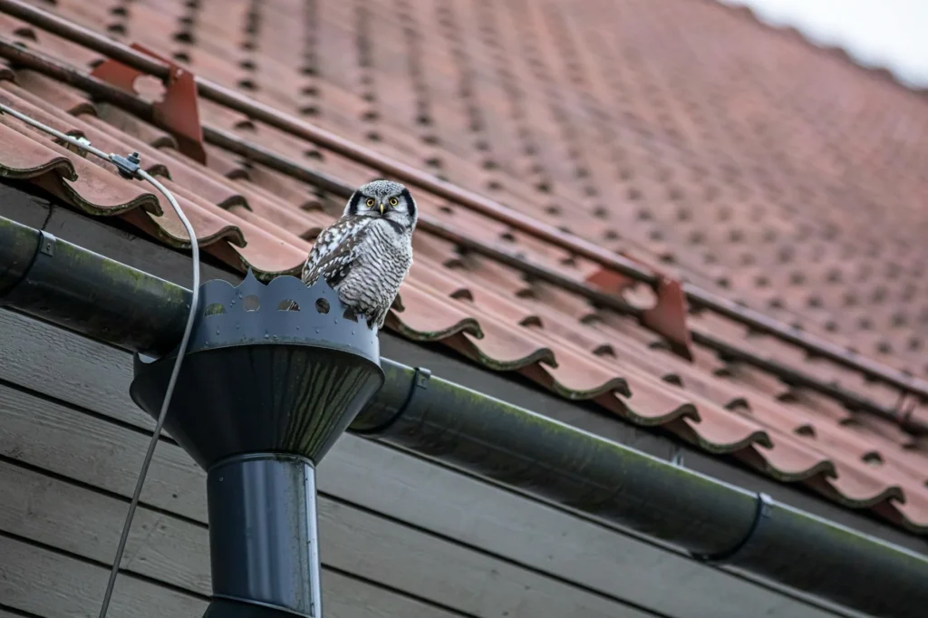 The Real Cost of Gutter Guard Installation: A Current Guide