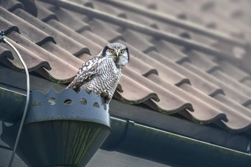 The Real Cost of Gutter Guard Installation: A Current Guide