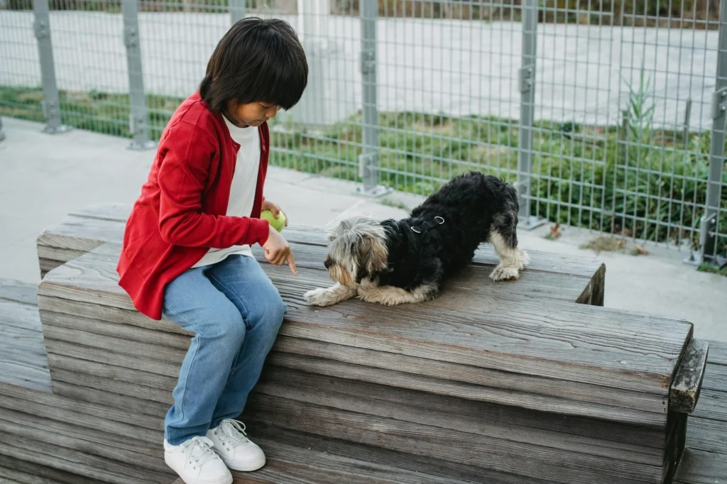Best Dog Training & Boarding Options 2026: Finding the Perfect Fit