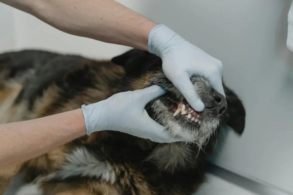 Understanding the Real Cost of Veterinary Surgery in 2026