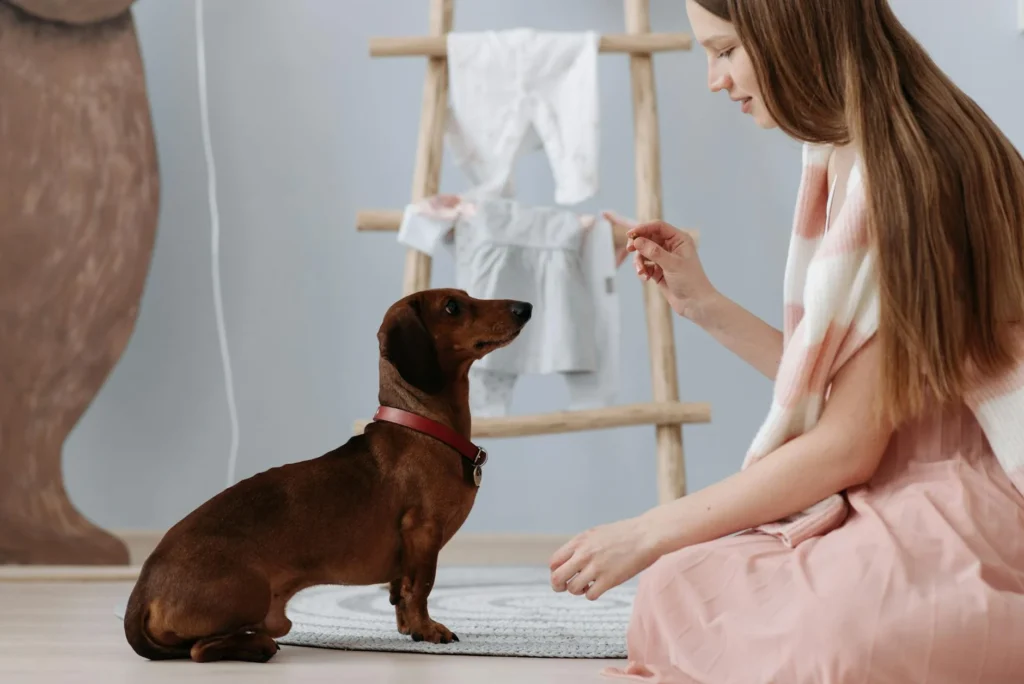 The Real Cost of Dog Training & Boarding: What to Budget For