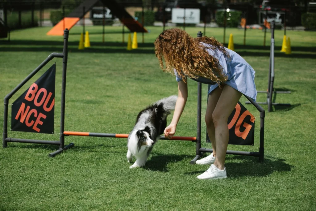Best Dog Training & Boarding Options 2026: Finding the Perfect Fit