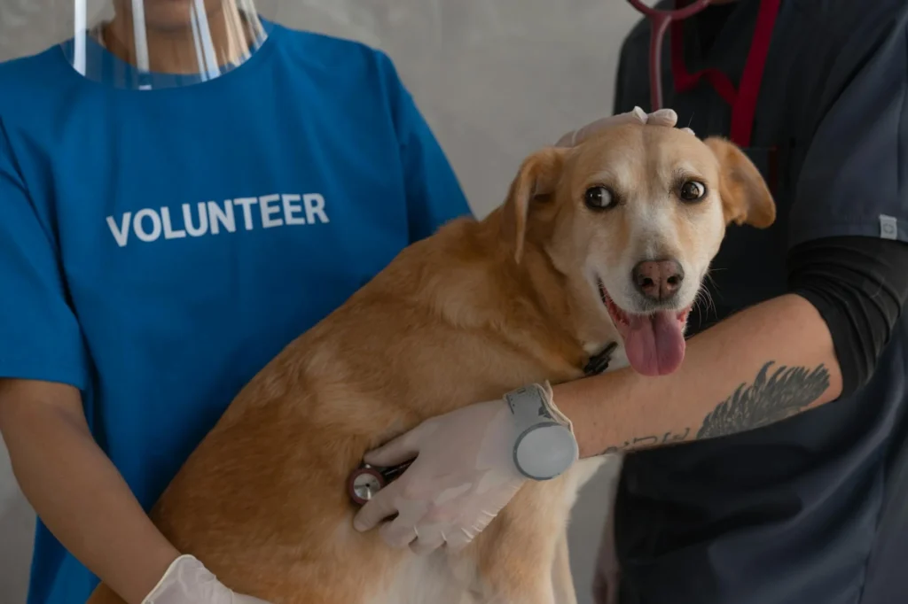 Understanding the Real Cost of Veterinary Surgery in 2026