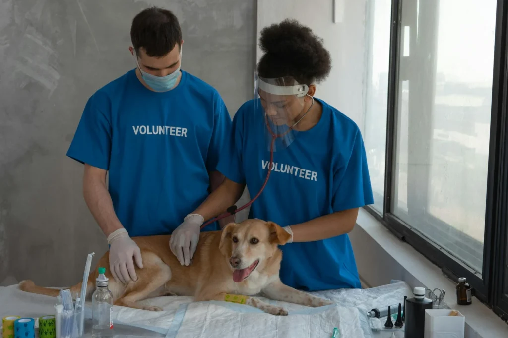 Understanding the Real Cost of Veterinary Surgery in 2026