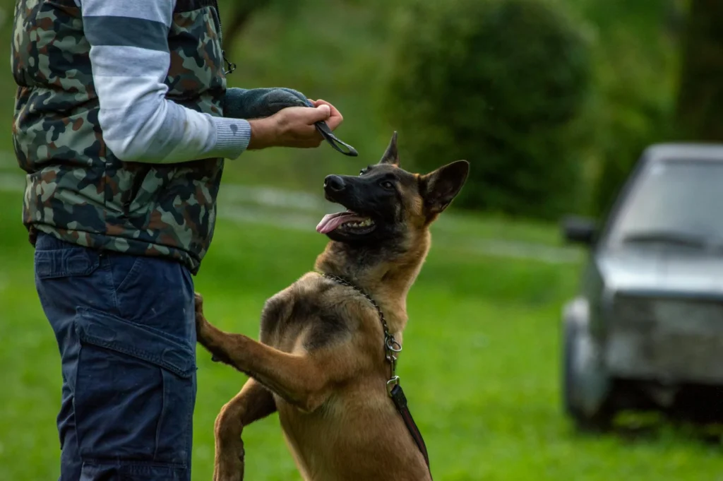 Current Best Dog Training & Boarding Options: A Cost-Focused Guide