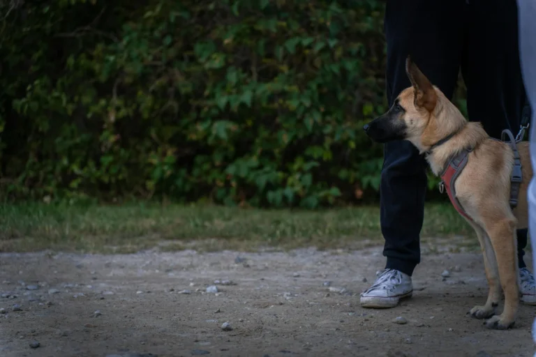 Current Best Dog Training & Boarding Options: A Cost-Focused Guide