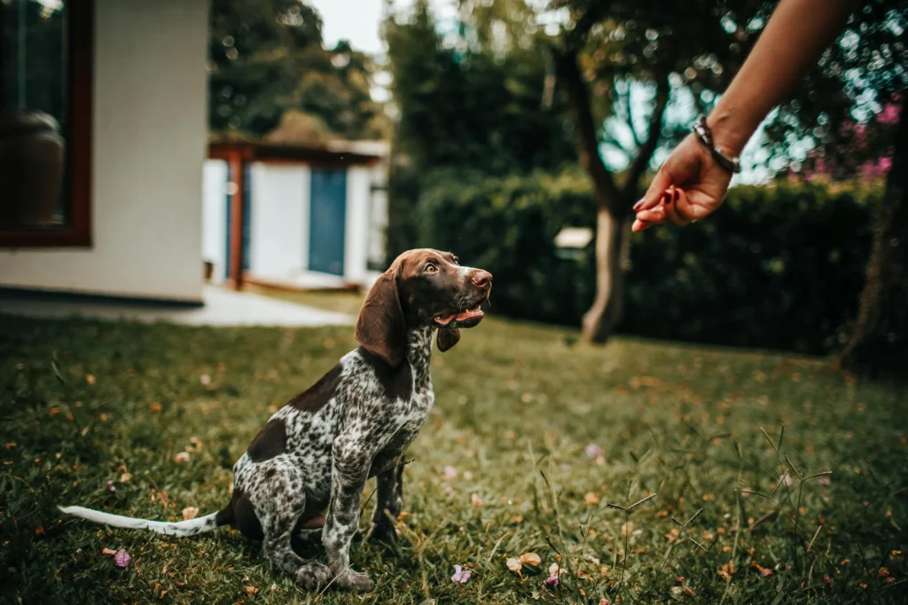 Current Best Dog Training & Boarding Options: A Cost-Focused Guide