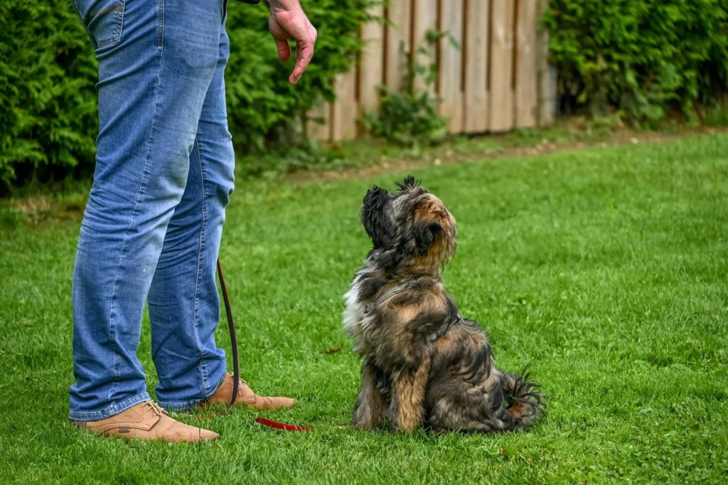 Current Best Dog Training & Boarding Options: A Cost-Focused Guide