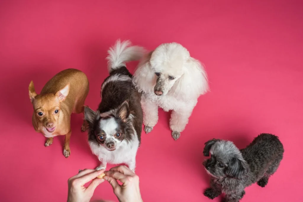 The Real Cost of Dog Training & Boarding: What to Pay Now