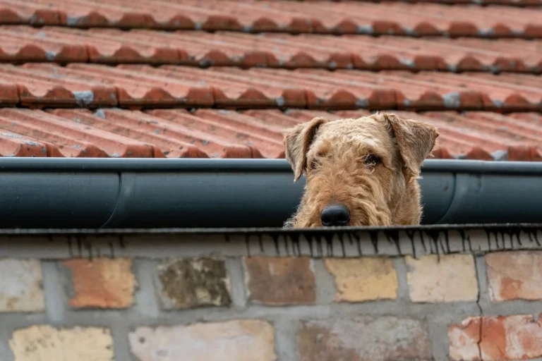 The Real Cost of Gutter Guard Installation: Is it Worth the Investment?