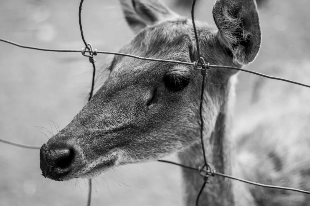 Fence Installation: How Much Does it Really Cost Today?