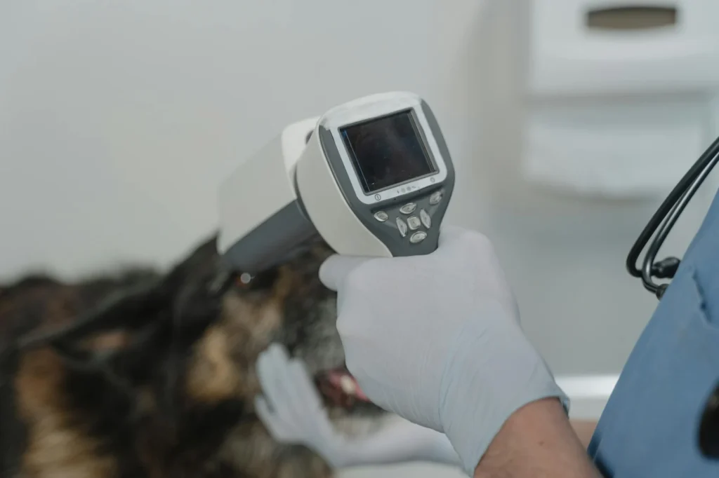 The Real Cost of Veterinary Surgery: What Today's Pet Owners Pay