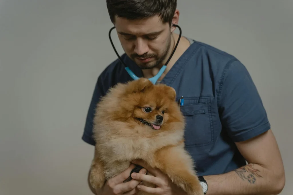 The Real Cost of Veterinary Surgery: What Today's Pet Owners Pay