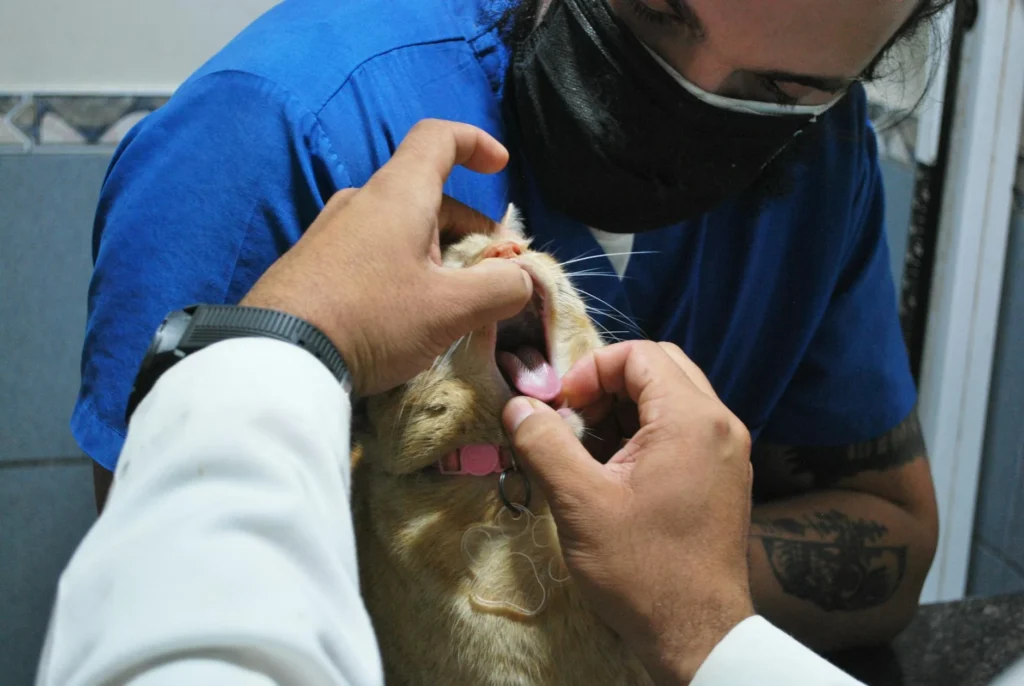 The Real Cost of Veterinary Surgery: What Today's Pet Owners Pay