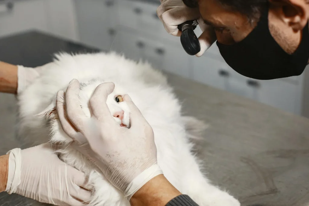 Updated Veterinary Surgery Options & Costs for 2026: A Pet Owner's Guide
