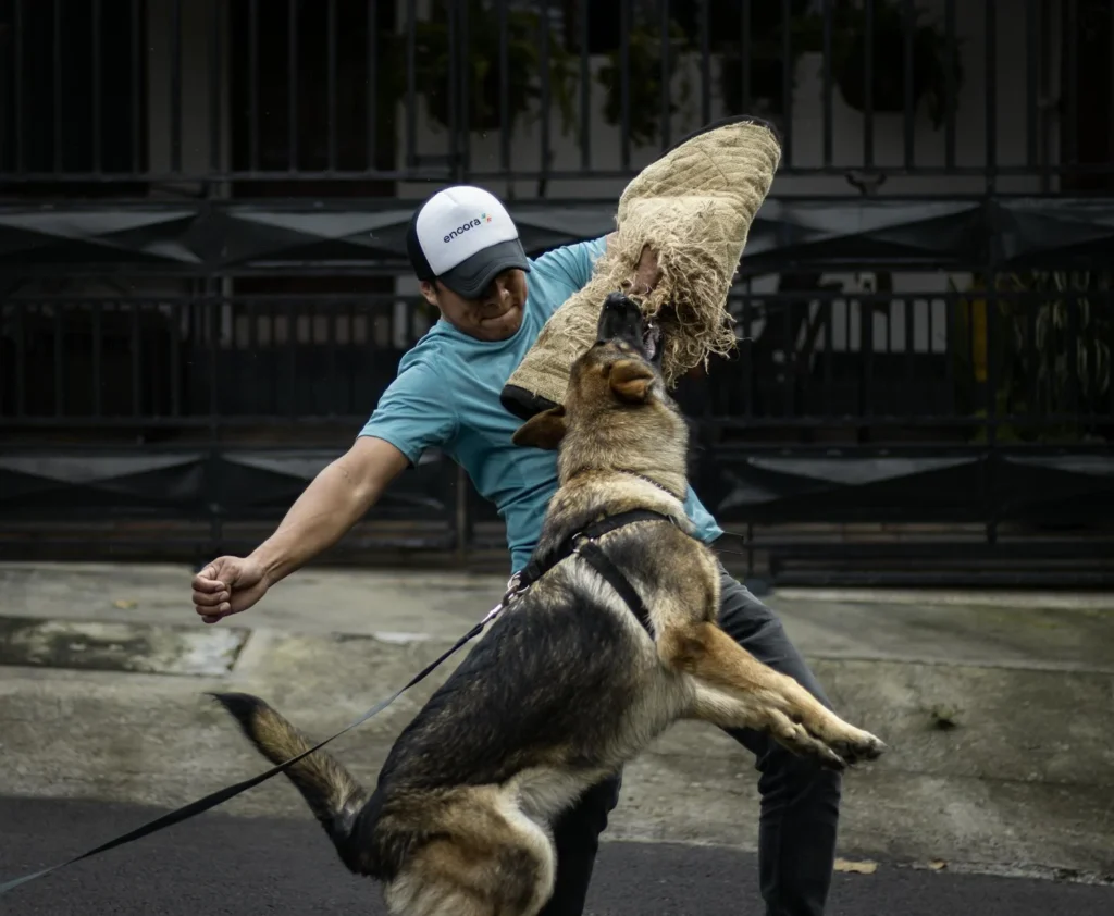 The Real Cost of Dog Training & Boarding in 2026