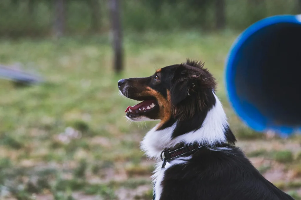 Updated Guide to Dog Training & Boarding in 2026