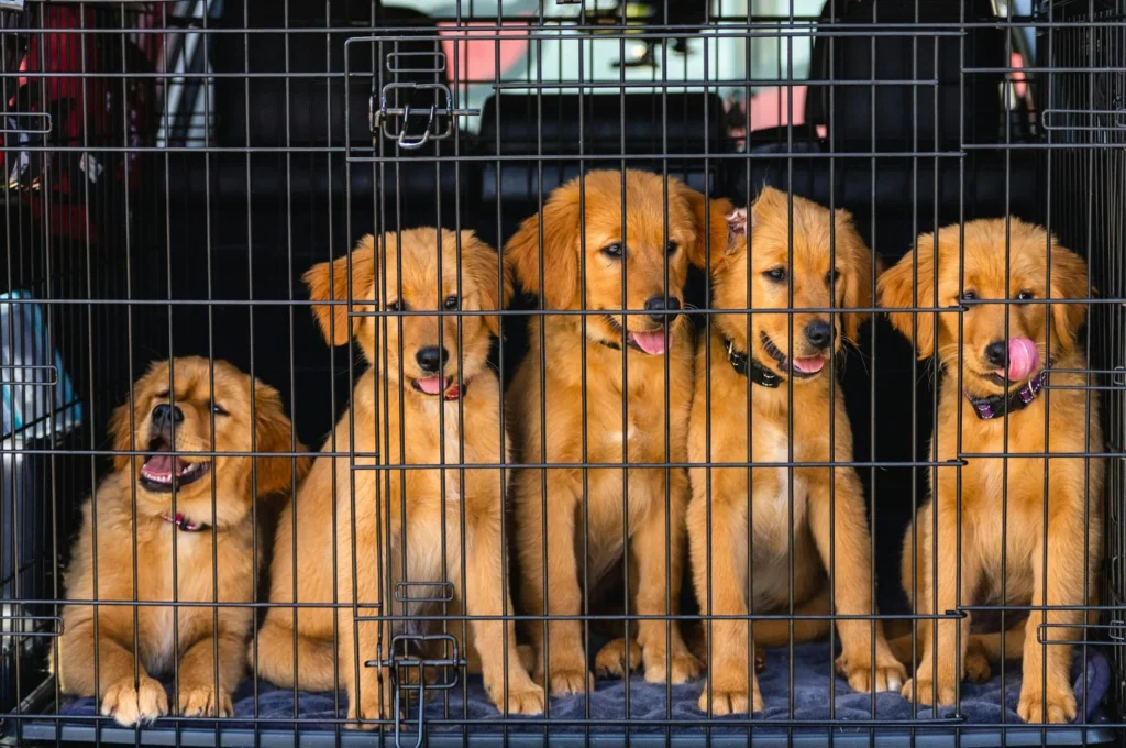 Dog Training & Boarding: Understanding Current Prices and Options