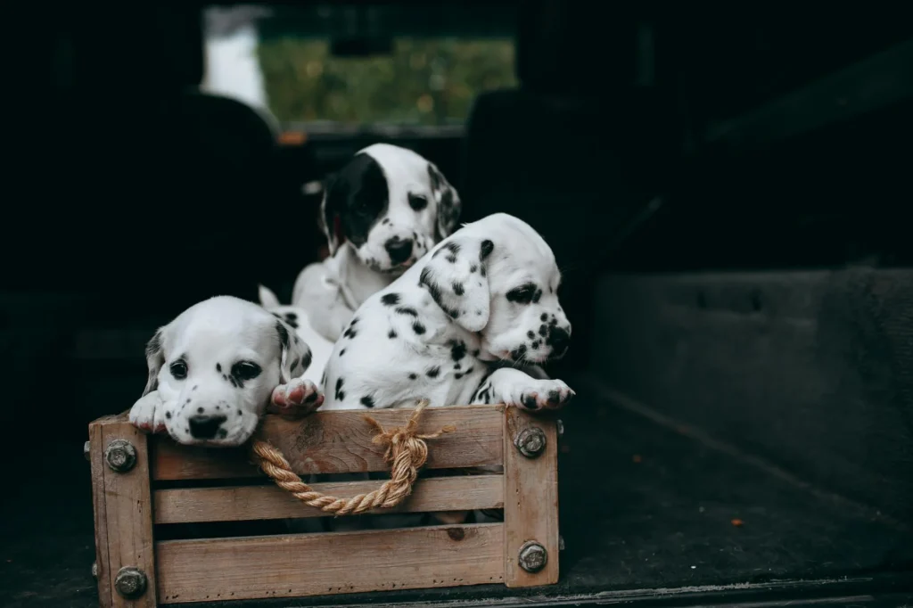 Dog Training & Boarding: Understanding the Real Cost