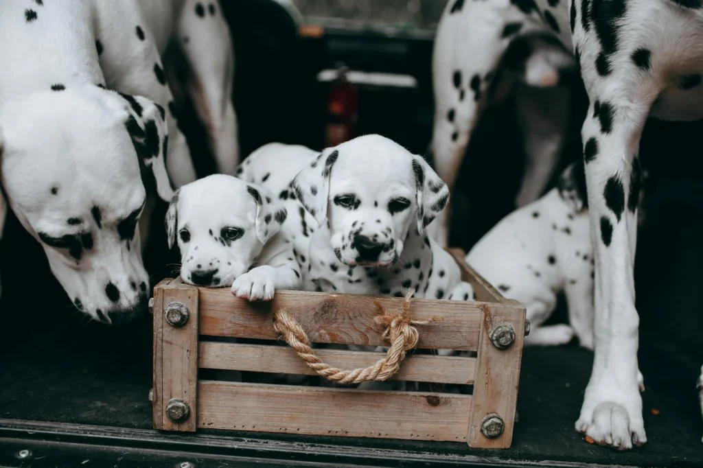 Dog Training & Boarding: Understanding the Real Cost