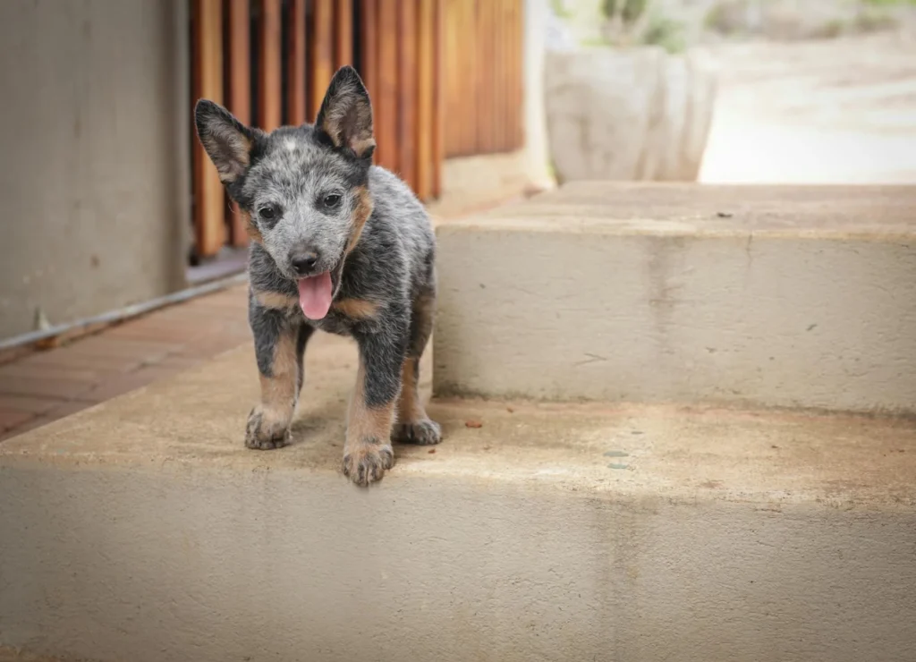 Dog Training & Boarding: Understanding the Real Cost
