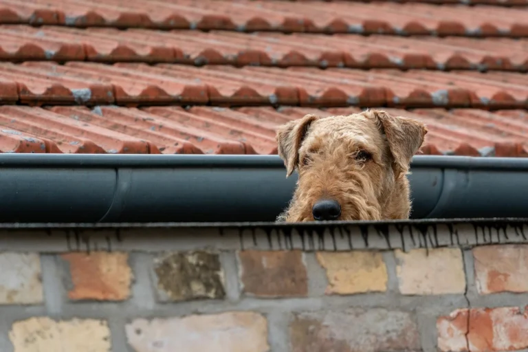 Current Gutter Guard Installation Costs for 2026
