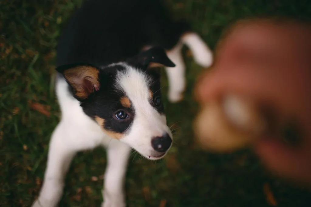 Dog Training & Boarding: Understanding Current Prices and Options