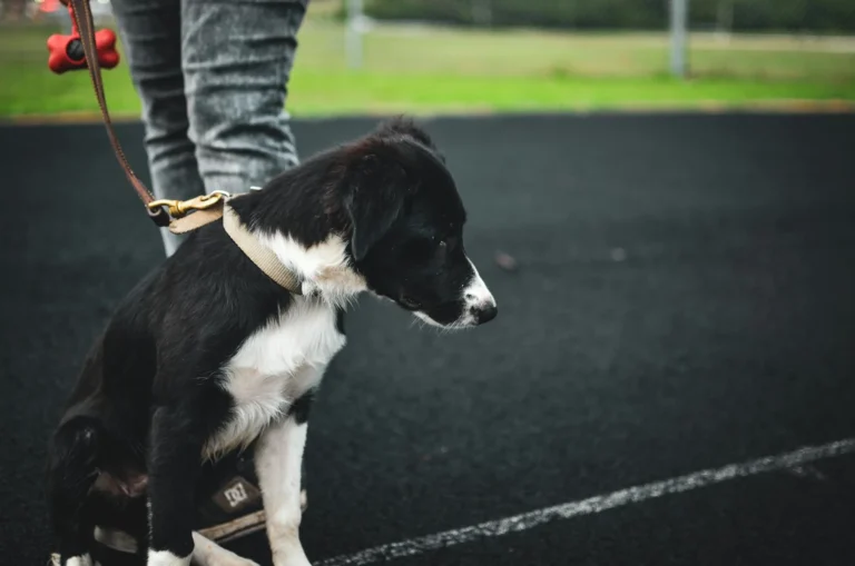 Dog Training & Boarding: Understanding Current Prices and Options