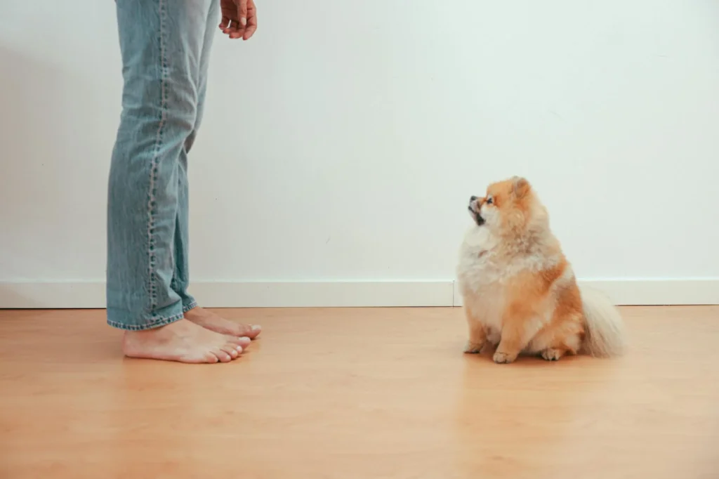 Happy Paws, Happy Home: Your Guide to Dog Training & Boarding