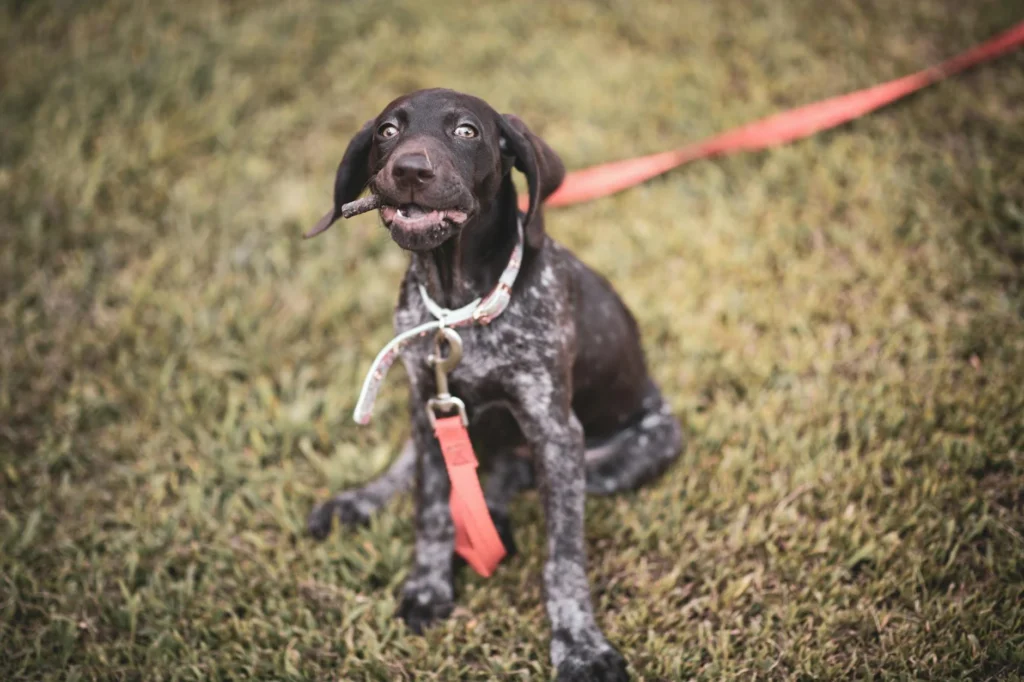 Dog Training & Boarding: Understanding Current Prices and Options