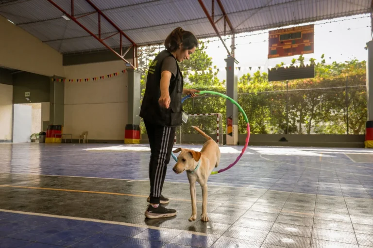 Dog Training & Boarding: Current Prices & The Best Options