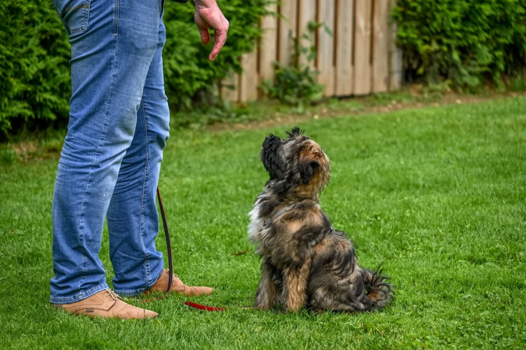 Dog Training & Boarding: Latest Trends and Smart Options