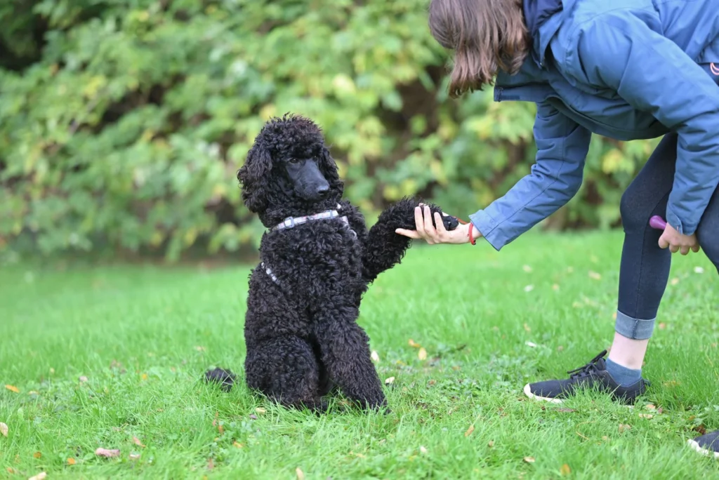 Dog Training & Boarding: Latest Trends and Smart Options