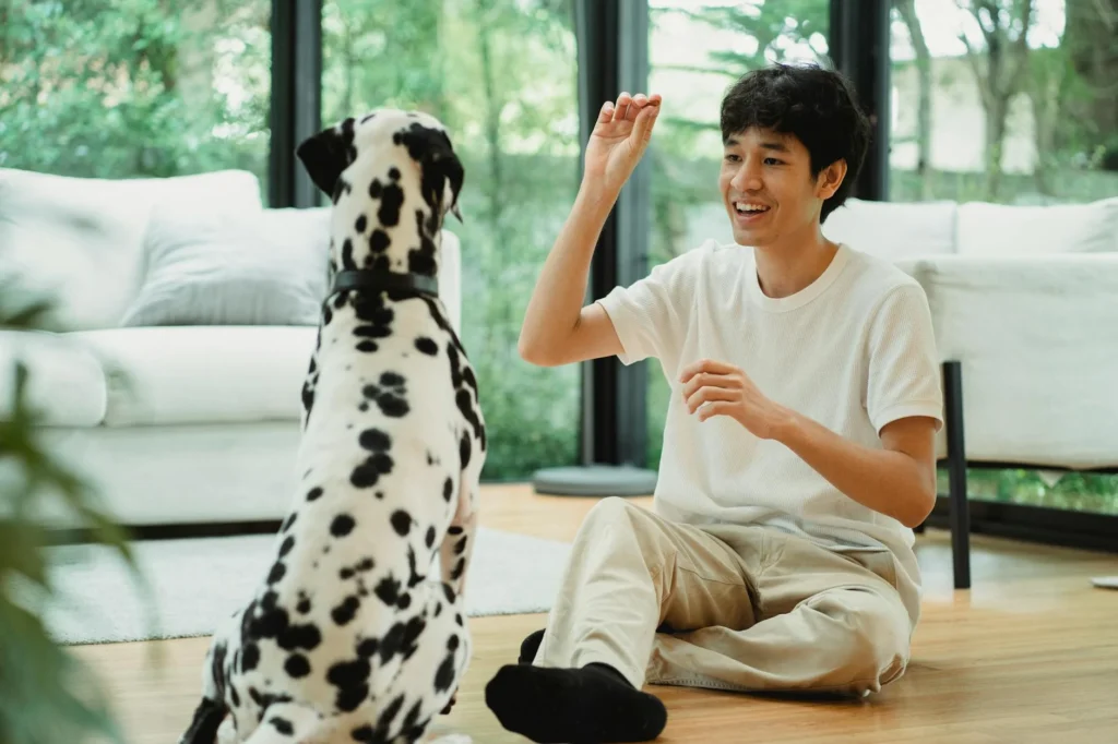 Dog Training & Boarding: Finding the Current Best Fit for Your Pup