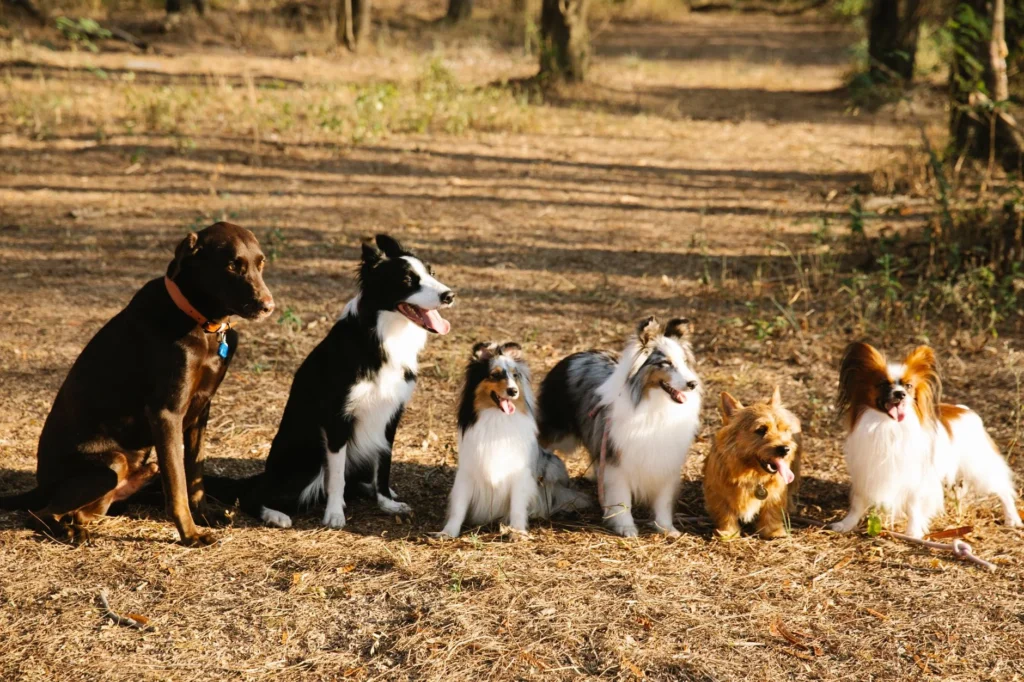 Dog Training & Boarding: Latest Trends and Smart Options