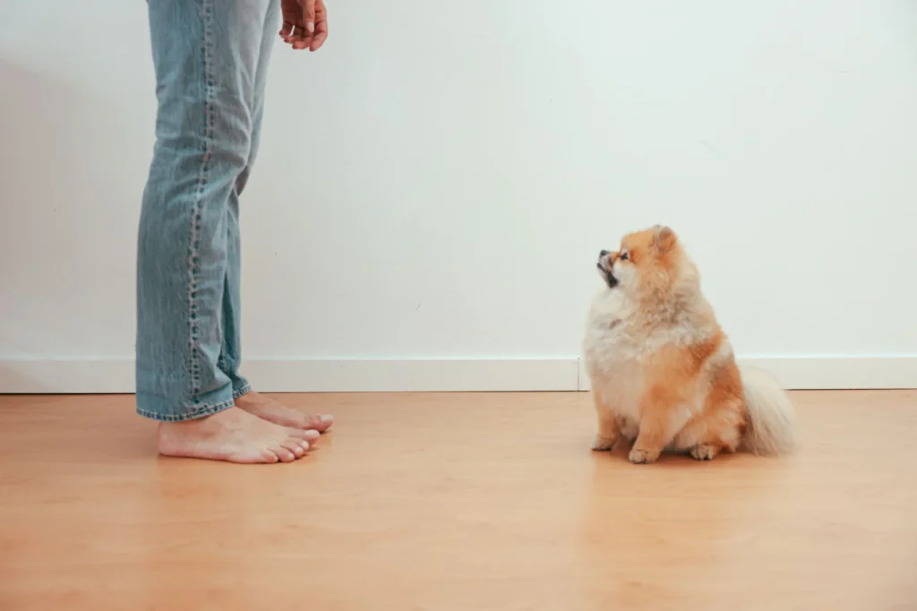 Dog Training & Boarding: Current Prices & The Best Options