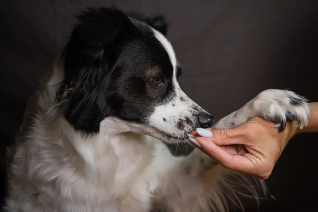 Dog Training & Boarding: Current Rates & Top Tips
