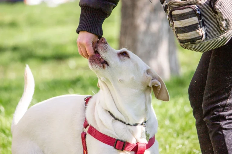 Dog Training & Boarding: Current Rates & Top Tips