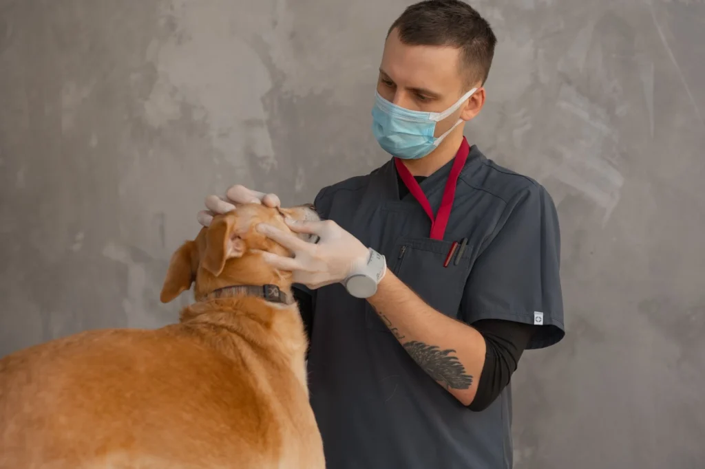 Veterinary Surgery Costs: Understanding the Real Price