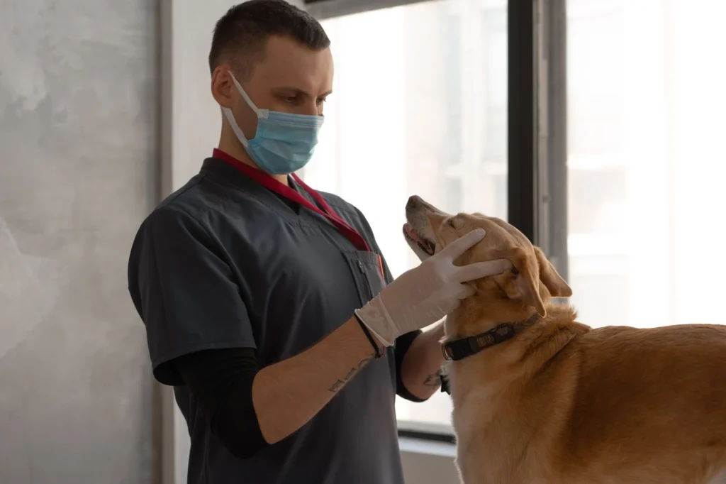 Veterinary Surgery Costs: Understanding the Real Price