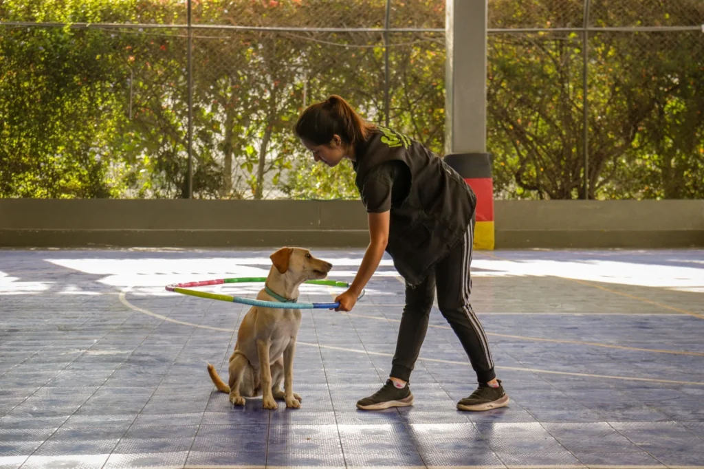 The Real Cost of Dog Training & Boarding: What to Expect Today