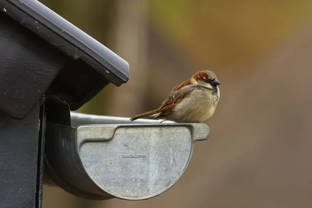 Is Gutter Guard Installation Worth It? Today's Guide