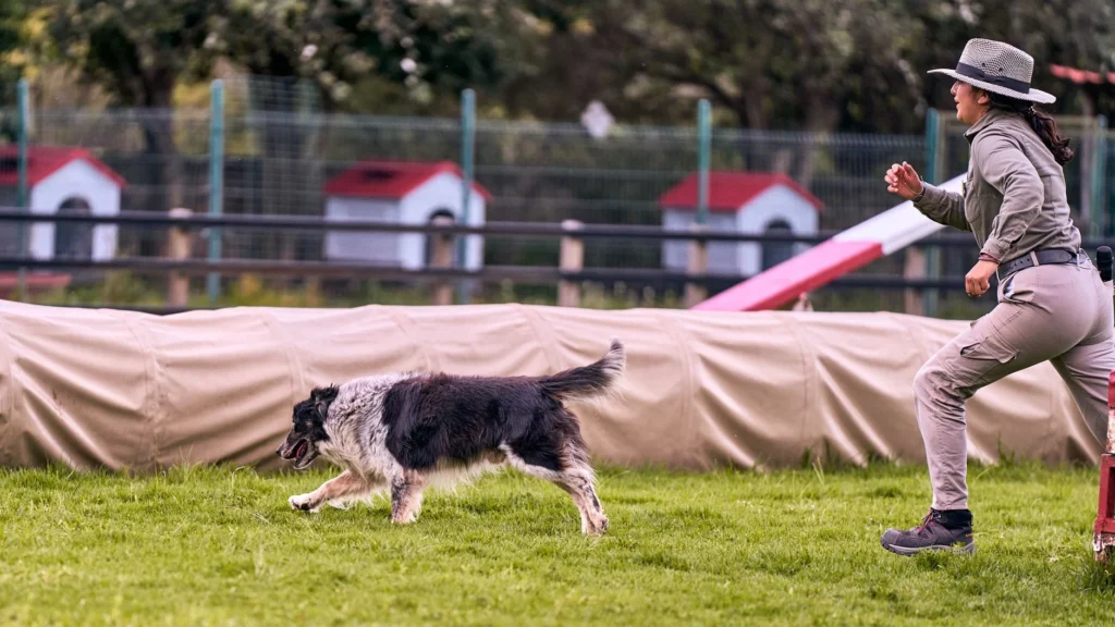 The Real Cost of Dog Training & Boarding: What to Expect Today