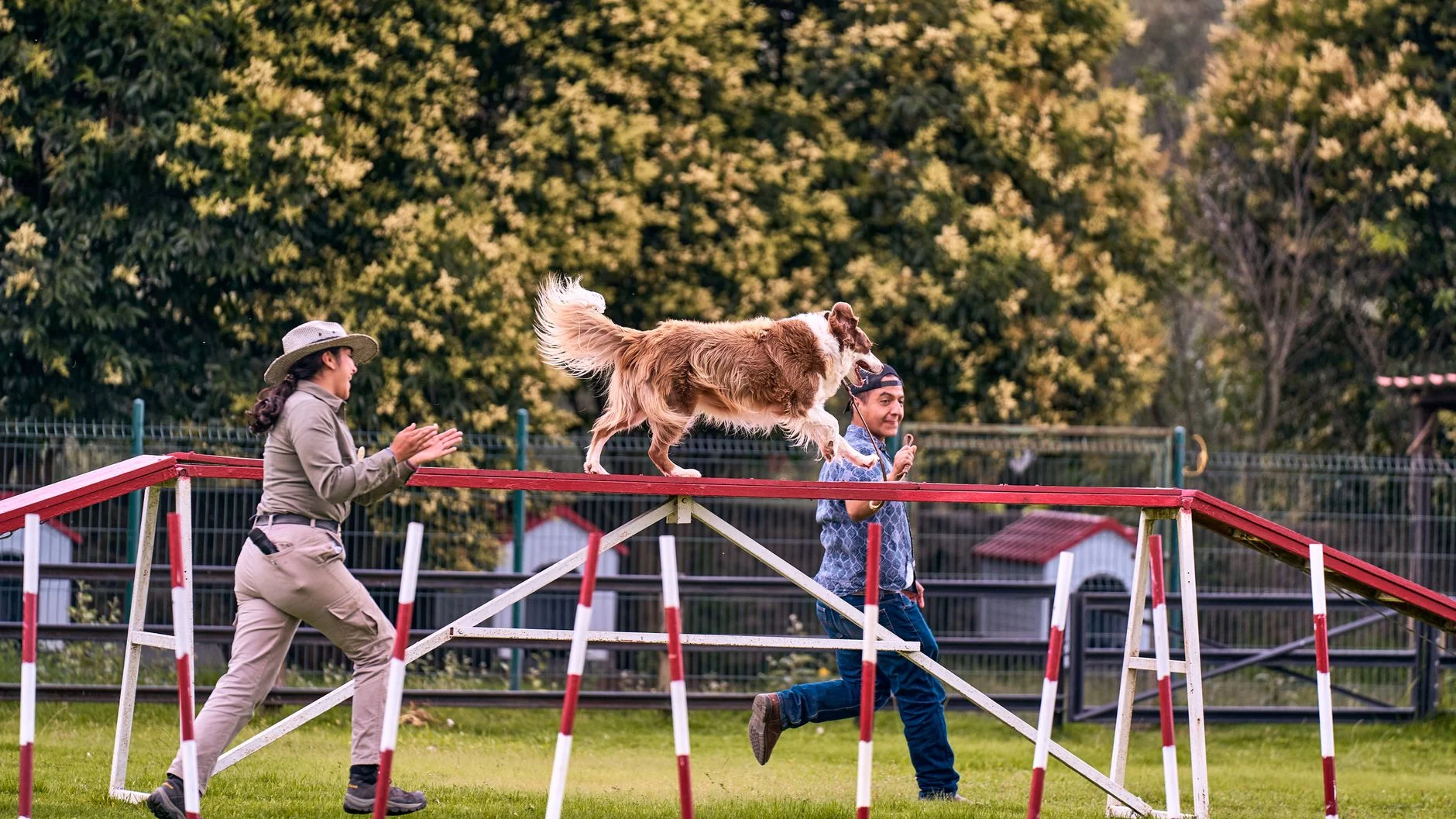 The Real Cost of Dog Training & Boarding: What to Expect Today