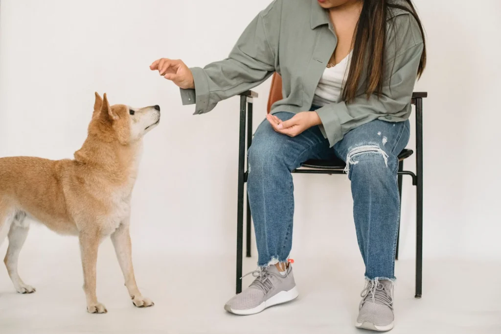 The Real Cost of Dog Training & Boarding: What to Expect Today