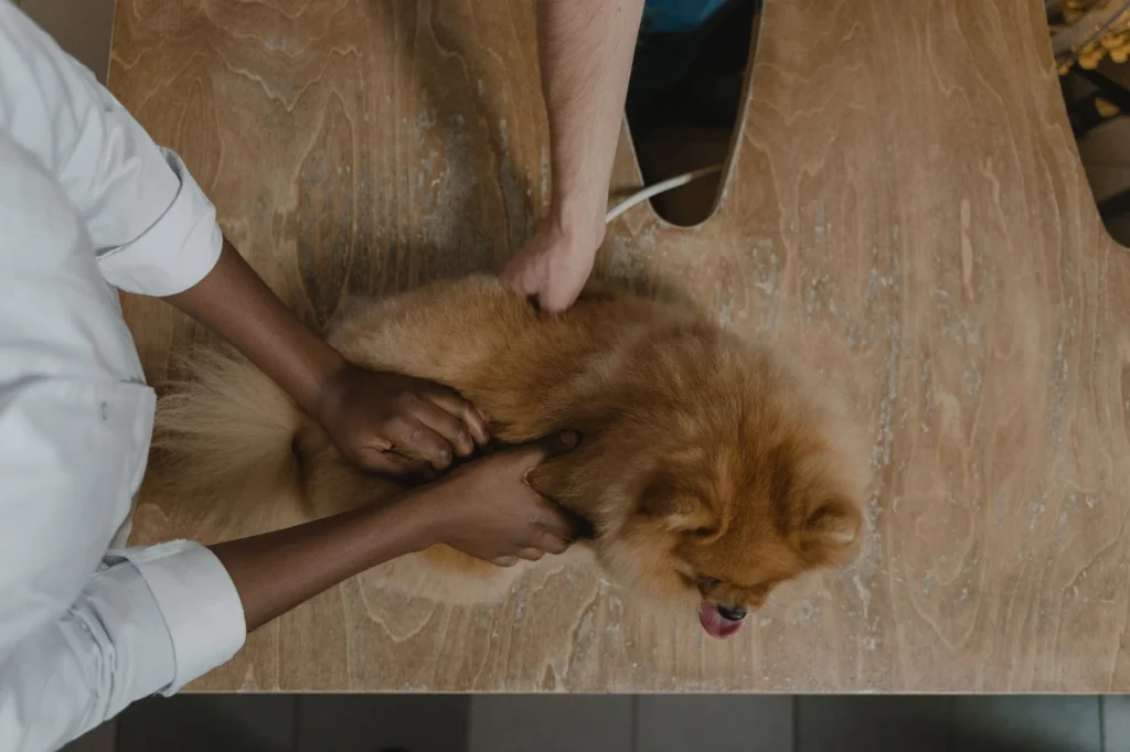 Veterinary Surgery Costs 2026: An Updated Price Guide