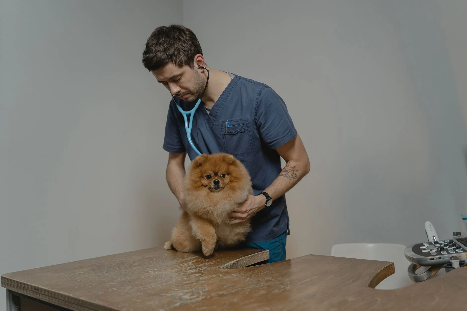 Veterinary Surgery Costs 2026: An Updated Price Guide