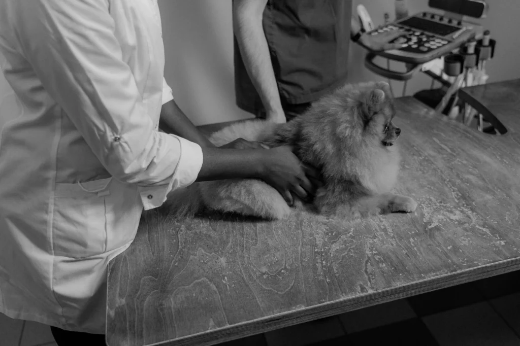 Veterinary Surgery Costs 2026: An Updated Price Guide